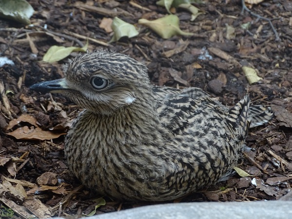 Spotted thick-knee (Burhinus capensis)