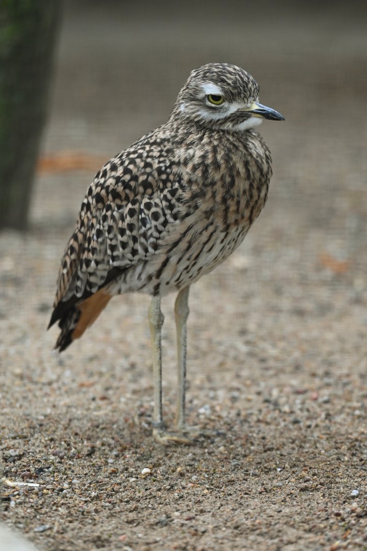 Spotted Thick-knee Burhinus capensis