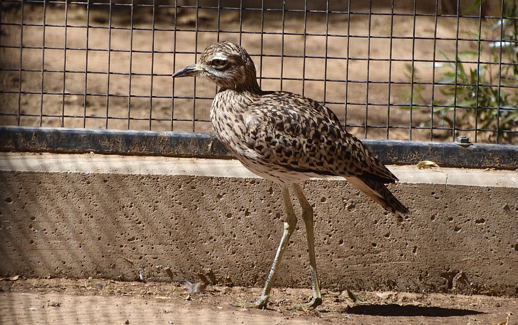Spotted Thick-Knee (Burhinus capensis)