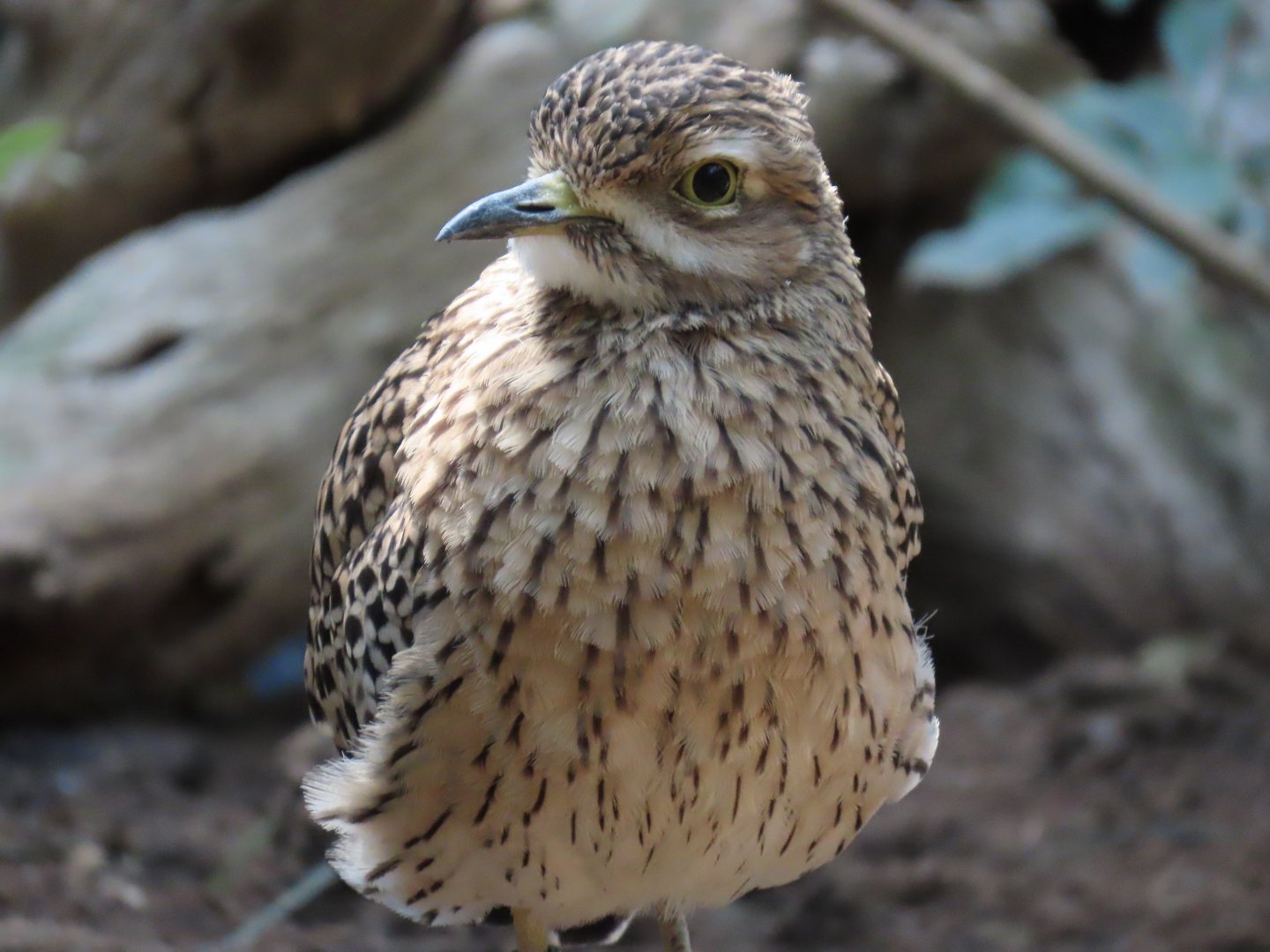 Spotted Thick-knee (Burhinus capensis)