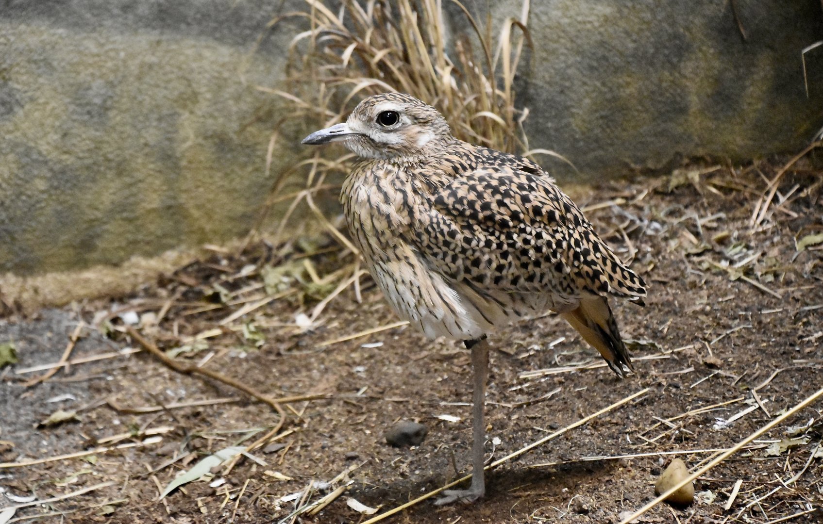 Spotted Thick-Knee (Burhinus capensis)