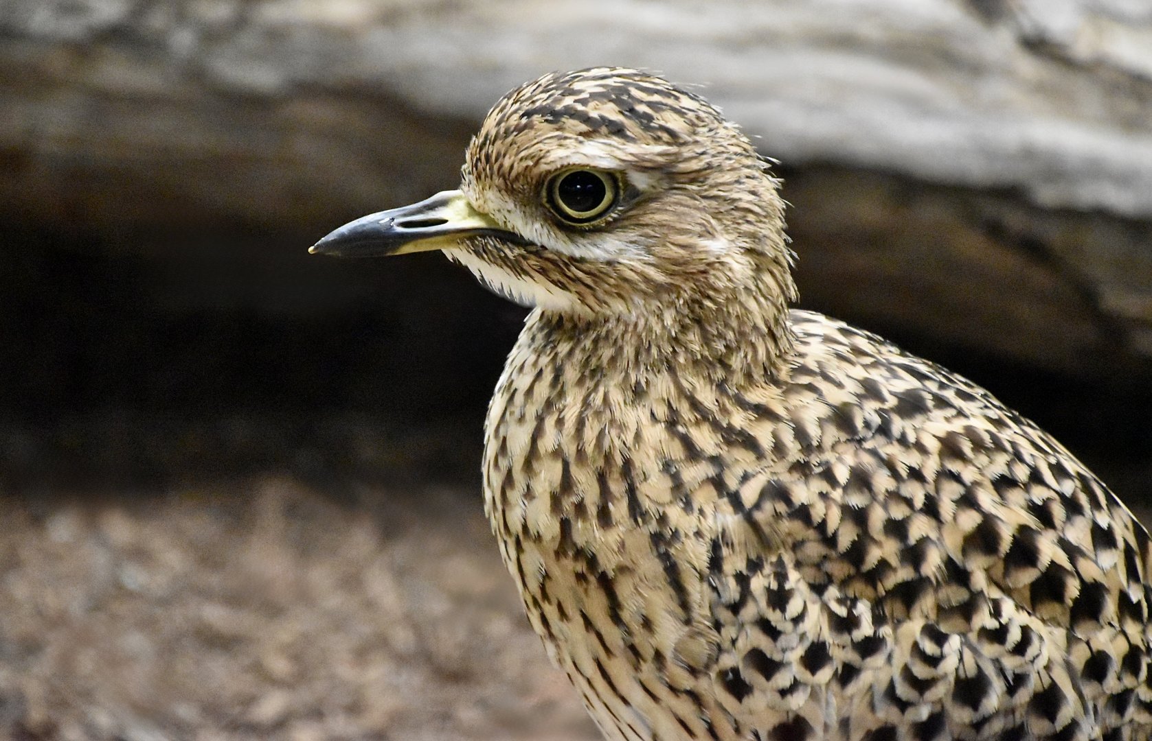 Spotted Thick-Knee (	Burhinus capensis)