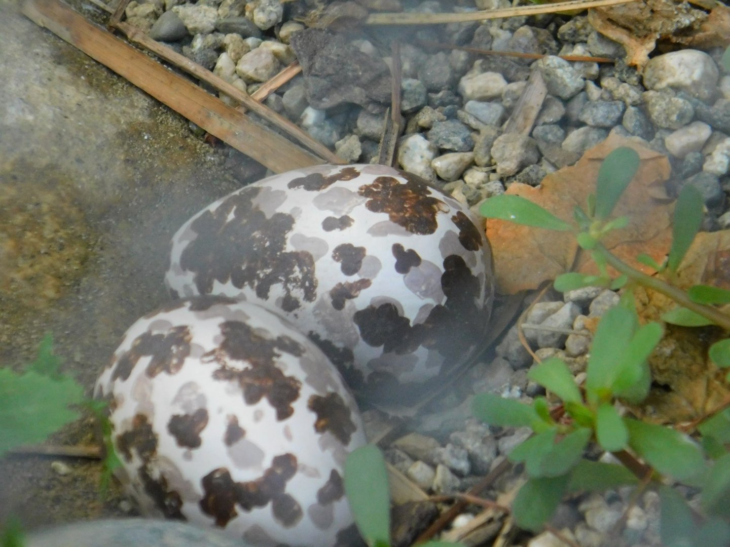 Spotted Thick Knee eggs