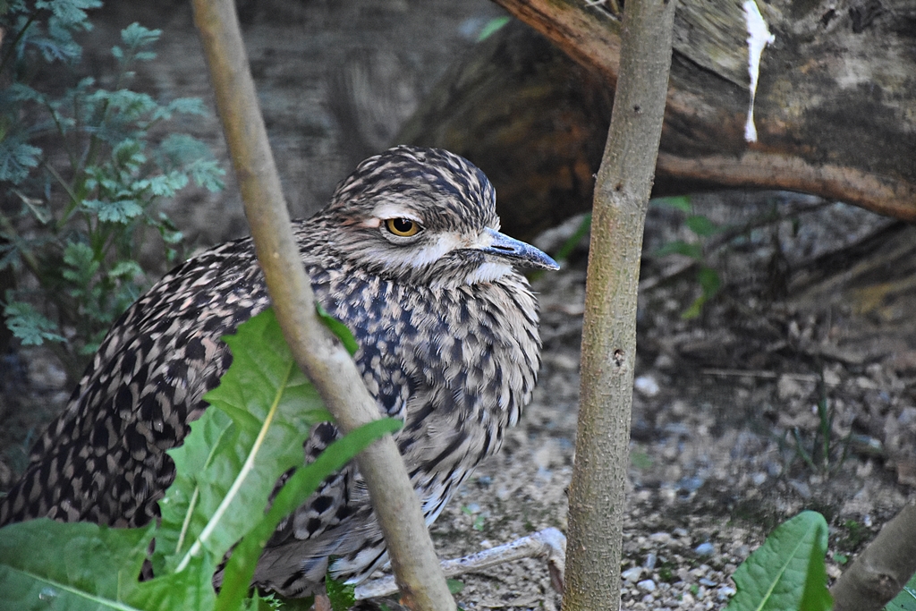 Spotted thick-knee