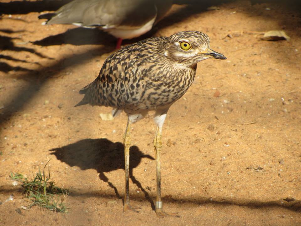 Spotted Thick-knee