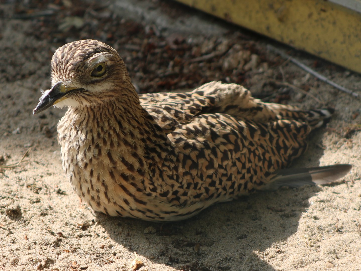 Spotted thick-knee