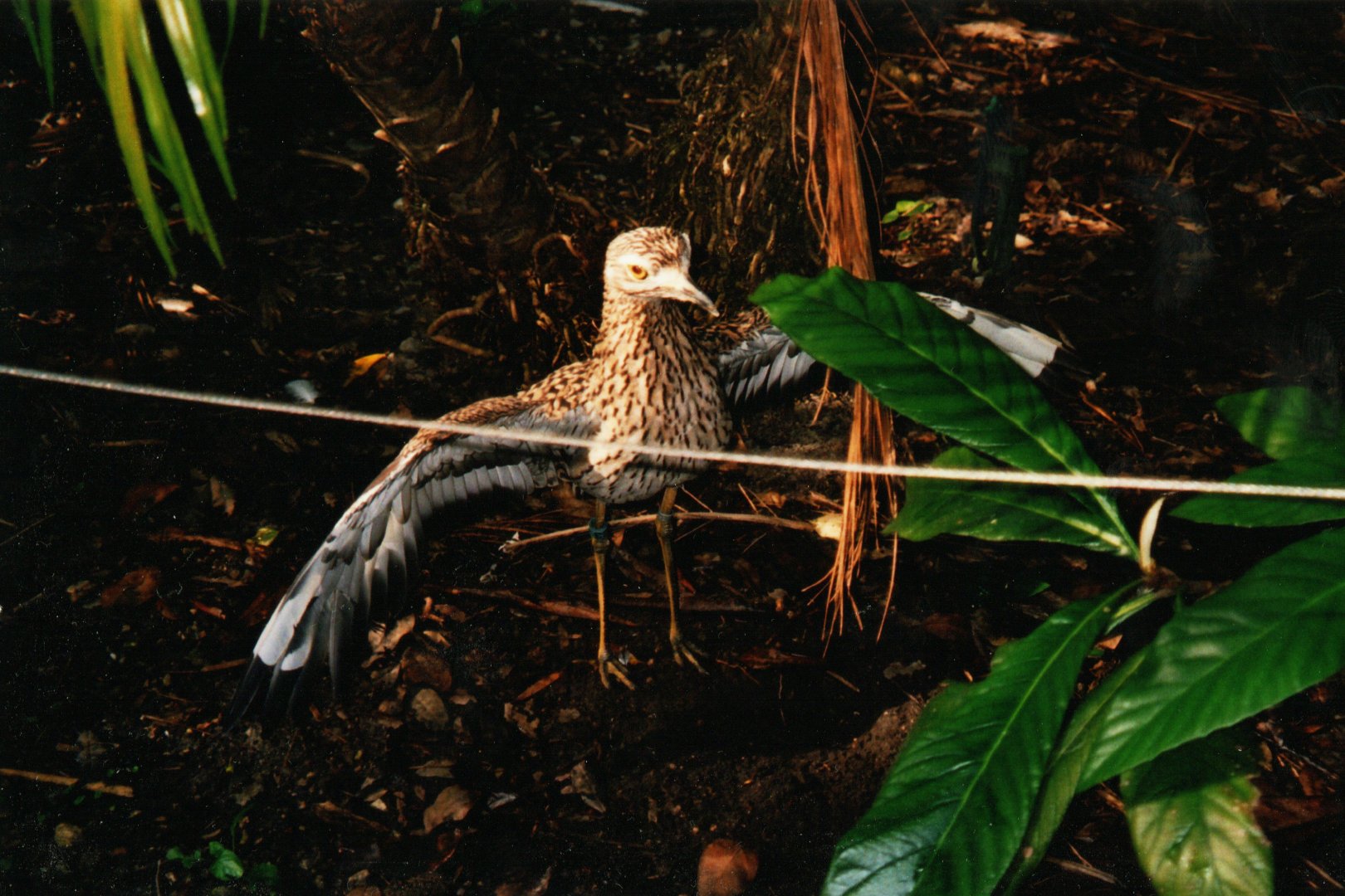 Spotted Thick-Knee