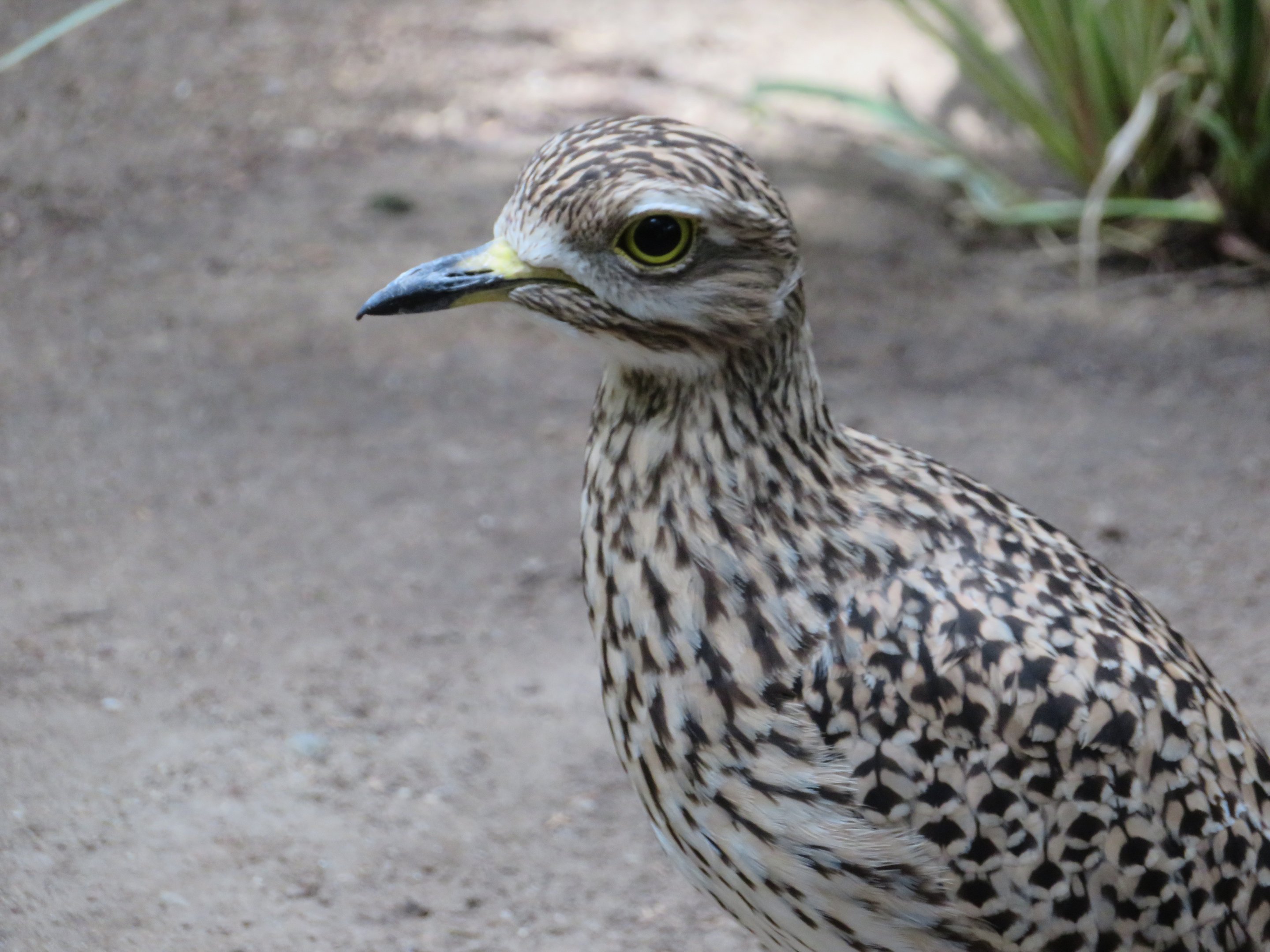 Spotted Thick-knee