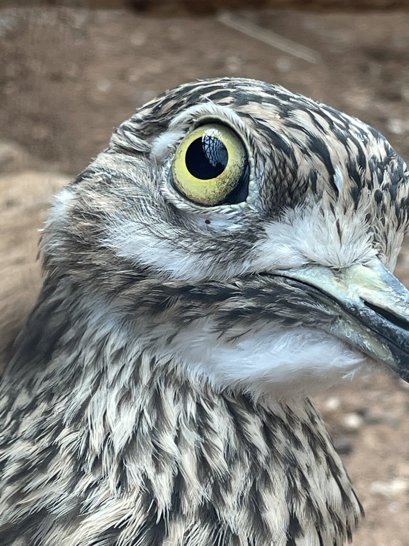 Spotted Thick-knee