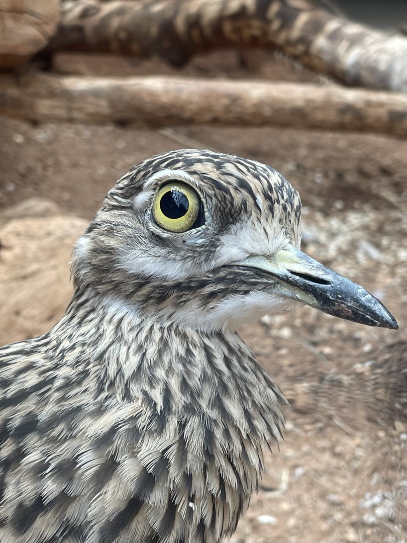 Spotted Thick-knee