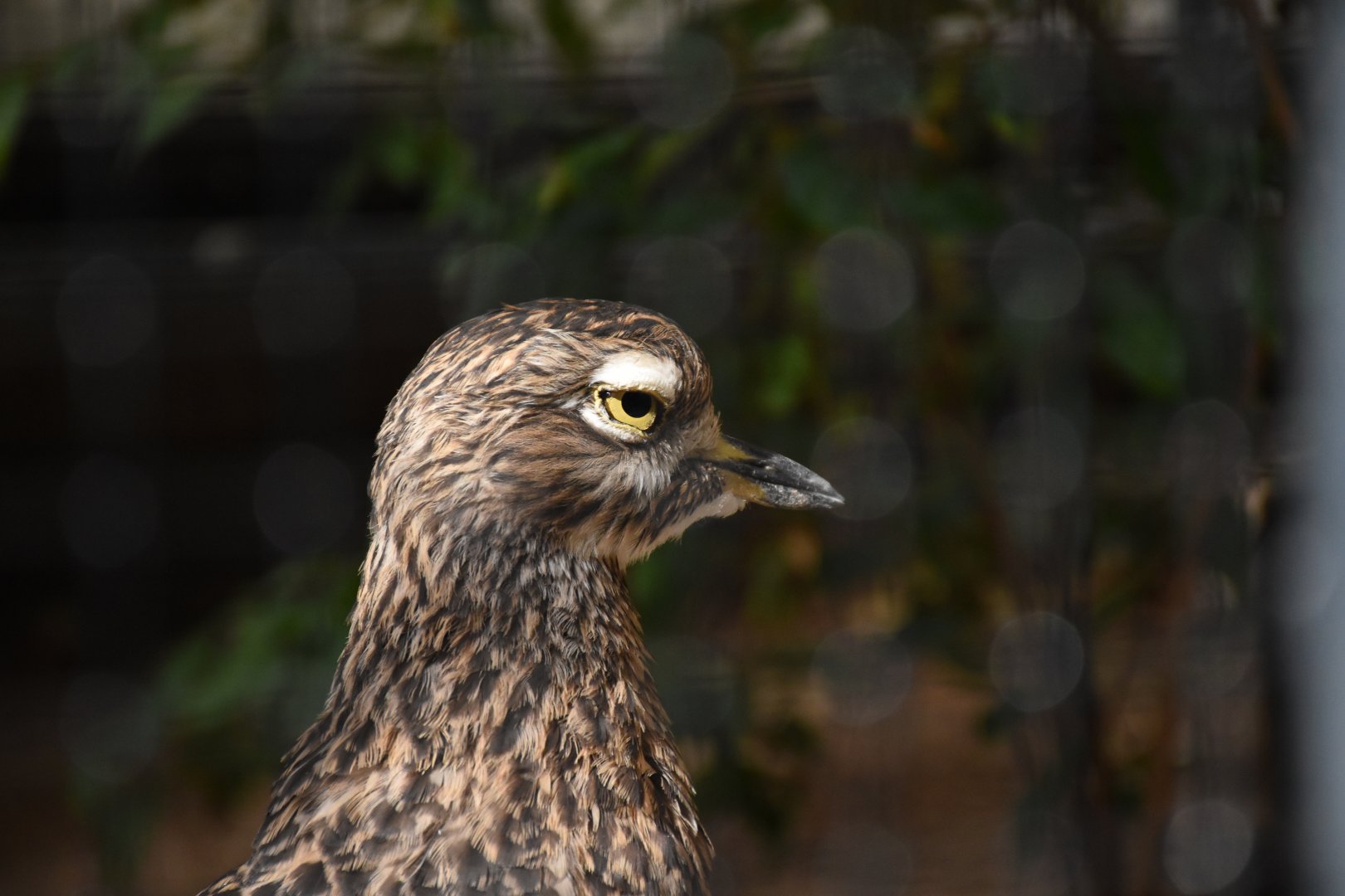 Spotted thick-knee