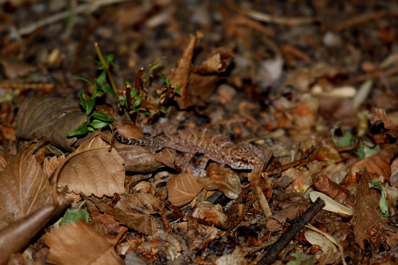 Spotted Thick-toed Gecko (Pachydactylus maculatus) ID?