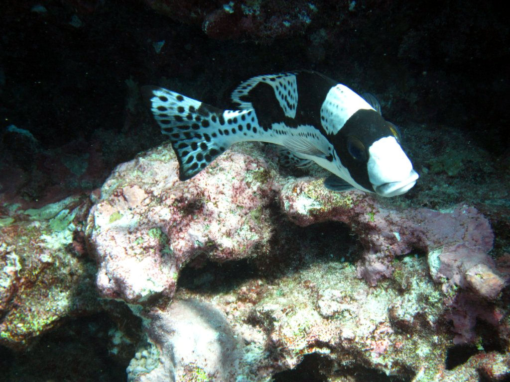 Spotted Thicklip juvenile