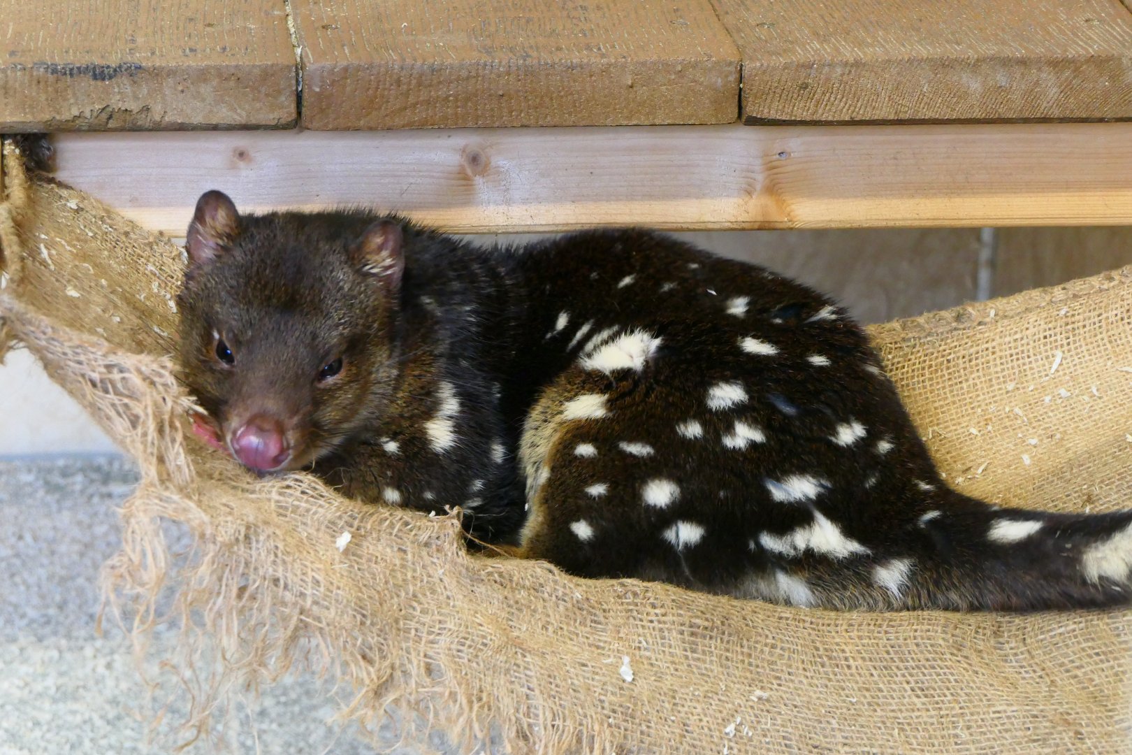 Spotted Tiger Quoll - Hamerton - 5-2-19