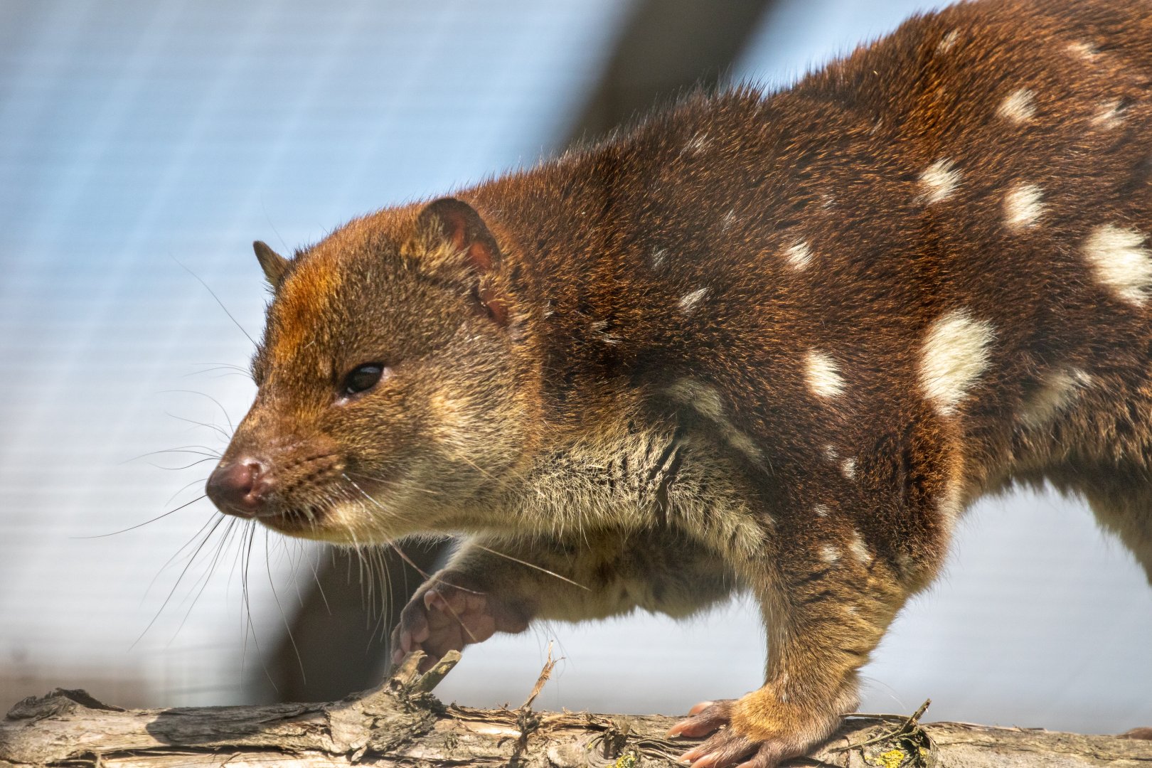 Spotted Tiger Quoll (male) / Hamerton / 6-7-20