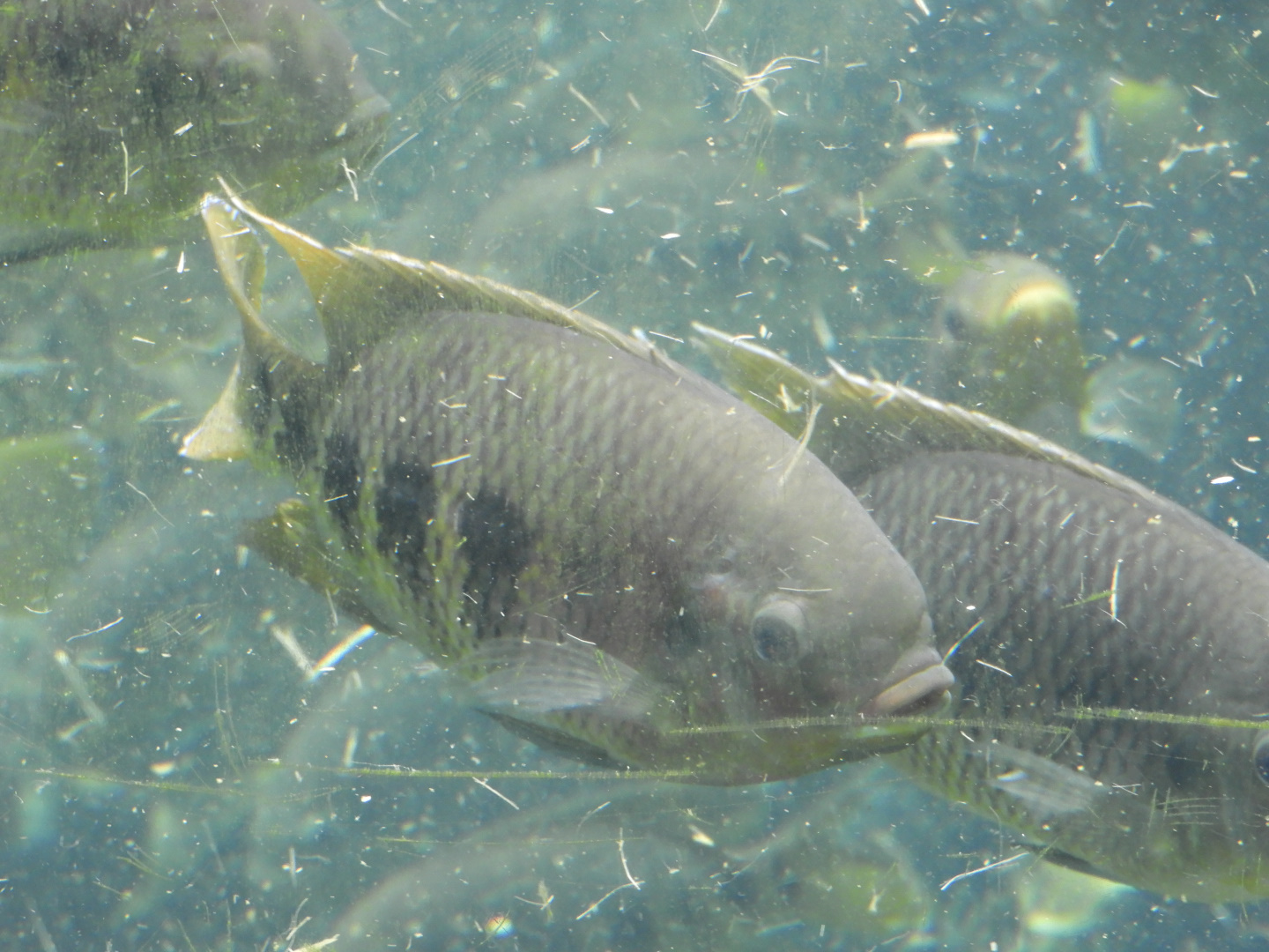 Spotted Tilapia (Pelmatolapia mariae)
