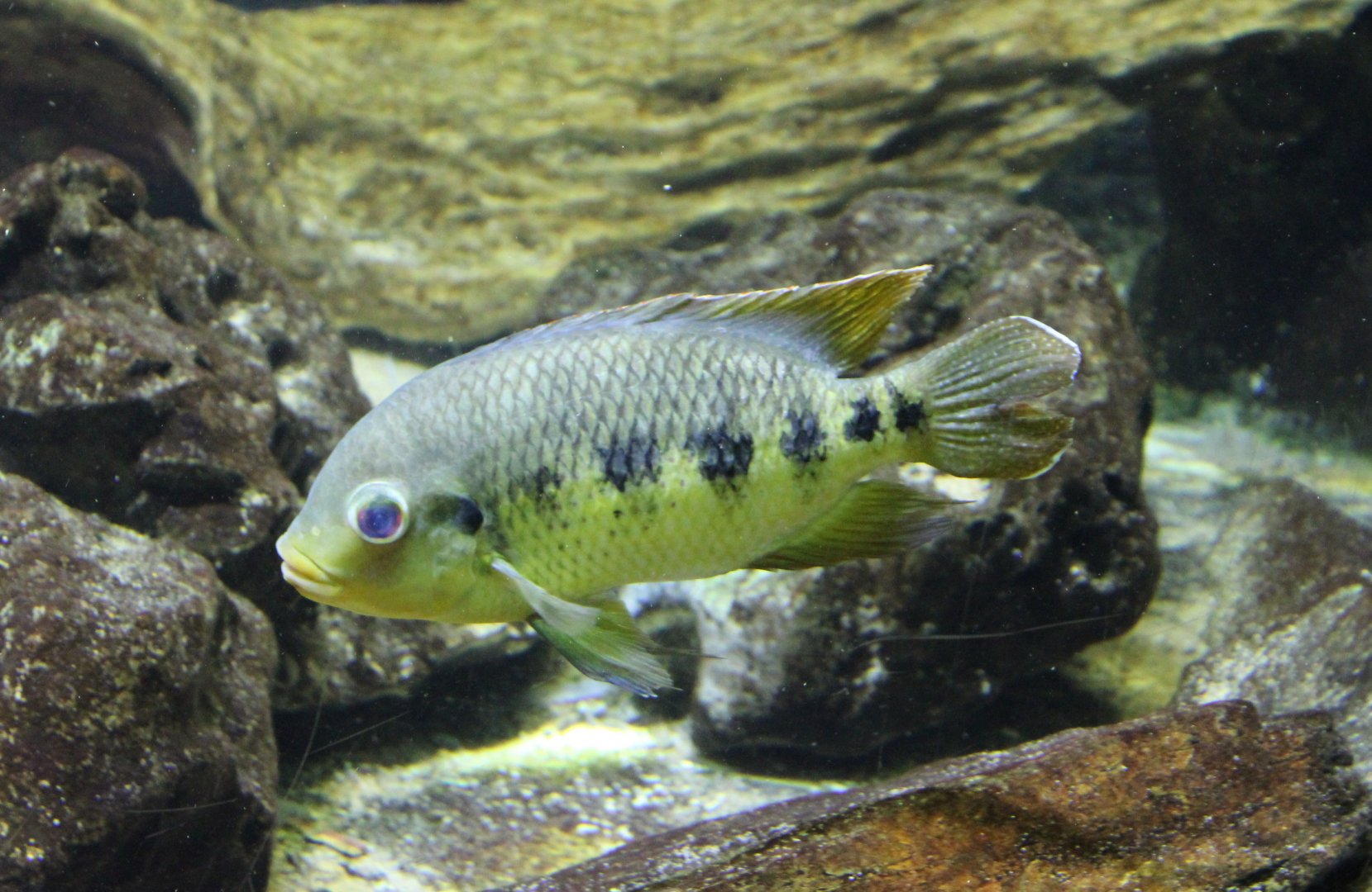 Spotted tilapia - Pelmatolapia mariae