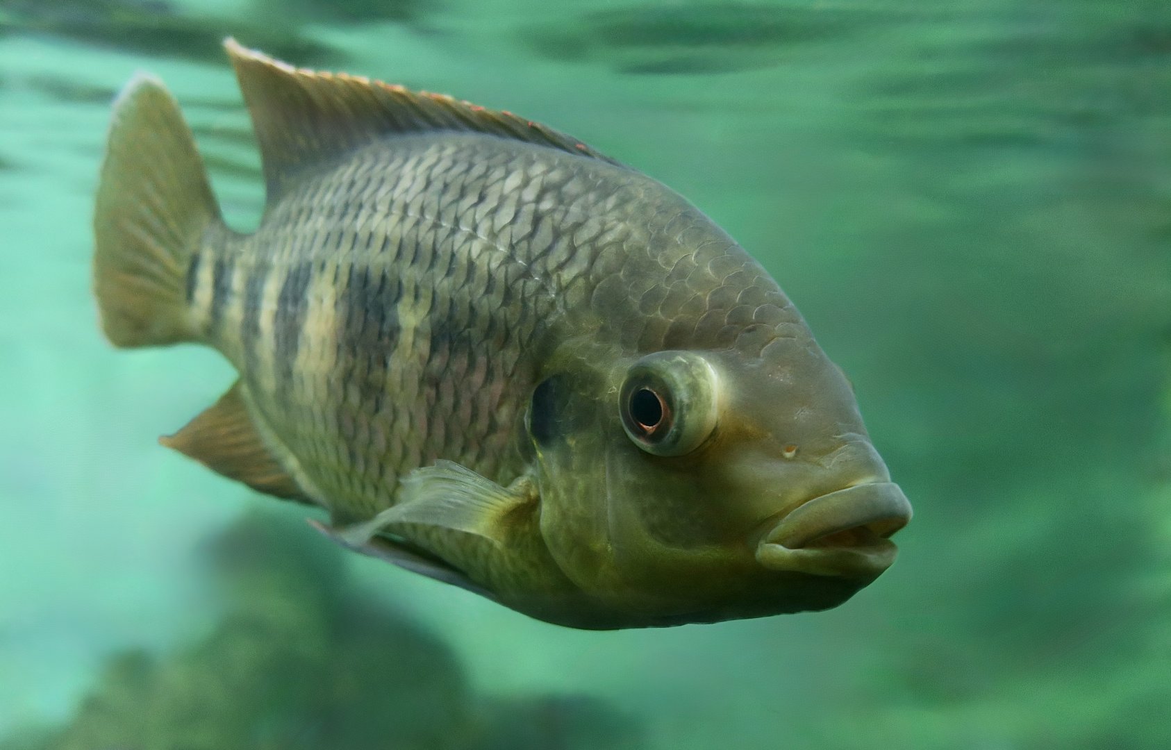 Spotted Tilapia (Pelmatolapia mariae)