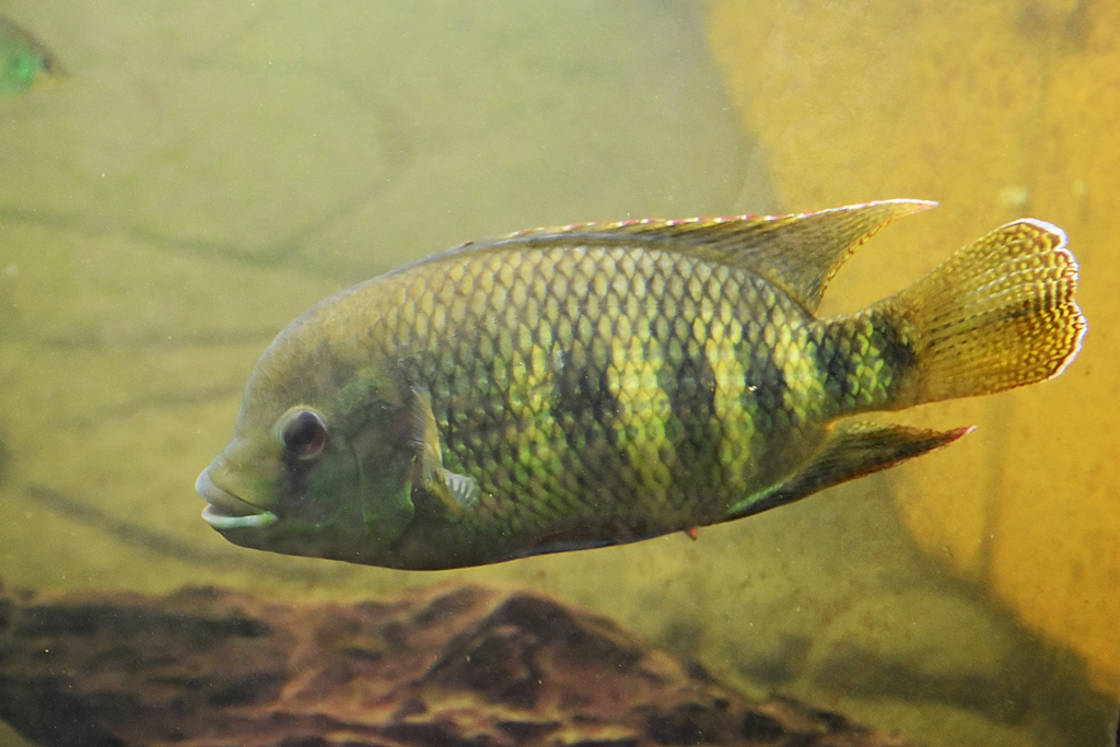 Spotted tilapia