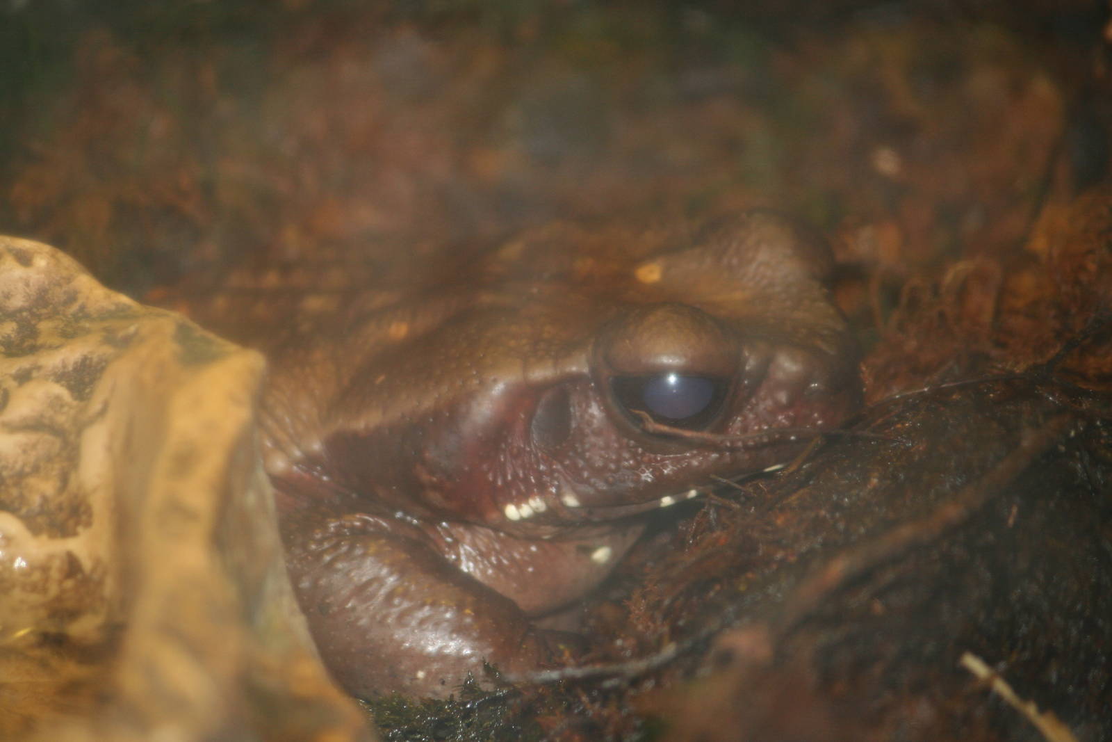 Spotted toad
