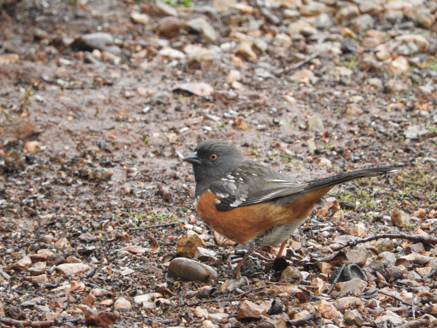 Spotted Towhee