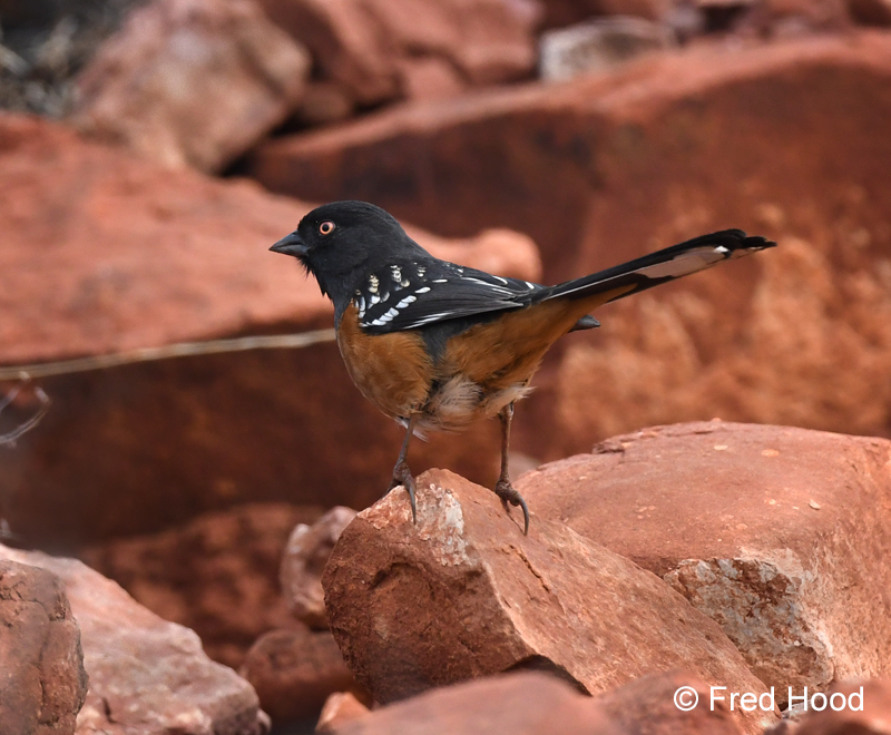 spotted towhee