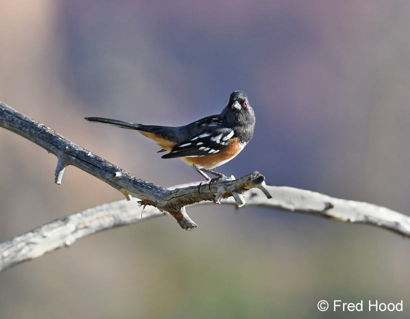 spotted towhee
