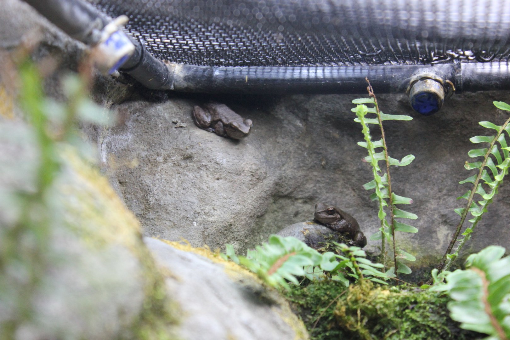 Spotted Tree Frog (Litoria spenceri)