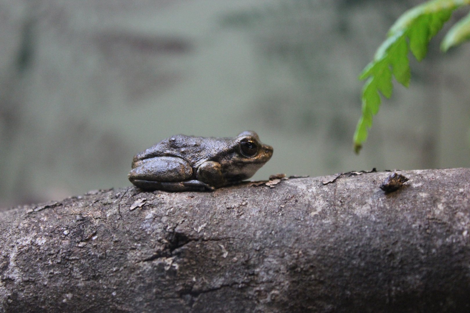 Spotted Tree Frog (Litoria spenceri)