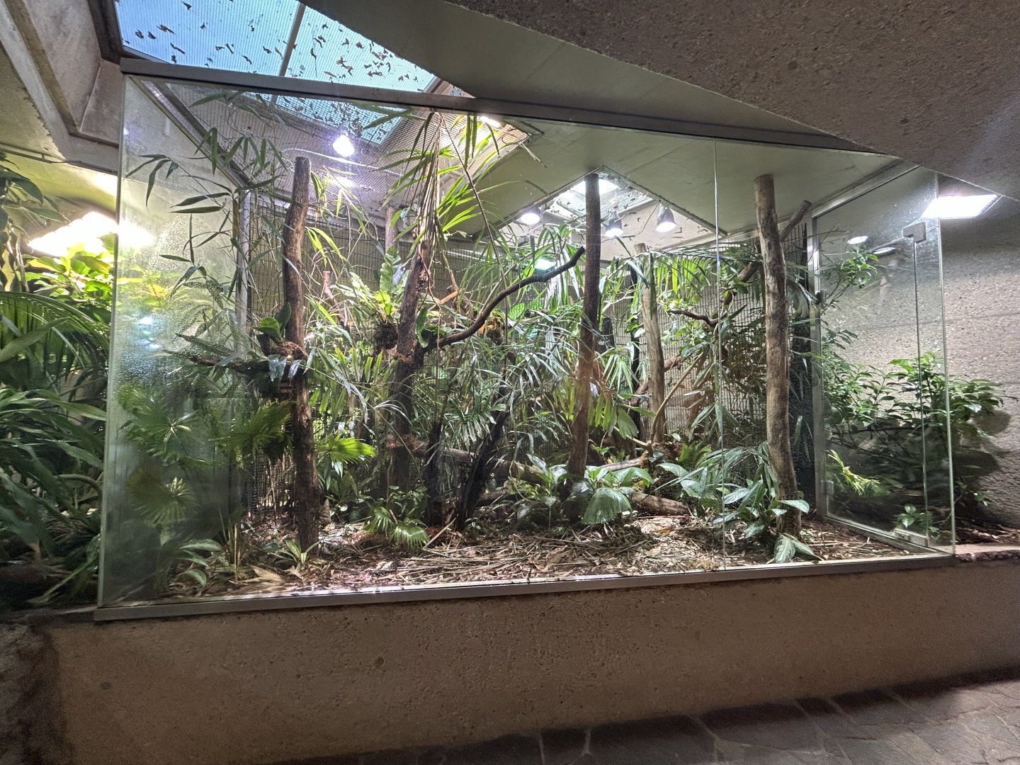 Spotted Tree Monitor Exhibit - Aquarium-Terrarium