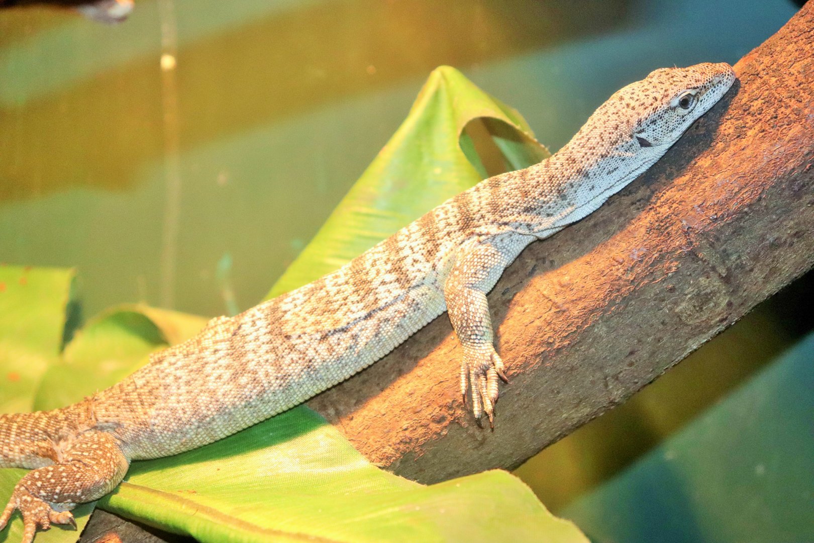 Spotted Tree Monitor (Varanus scalaris)