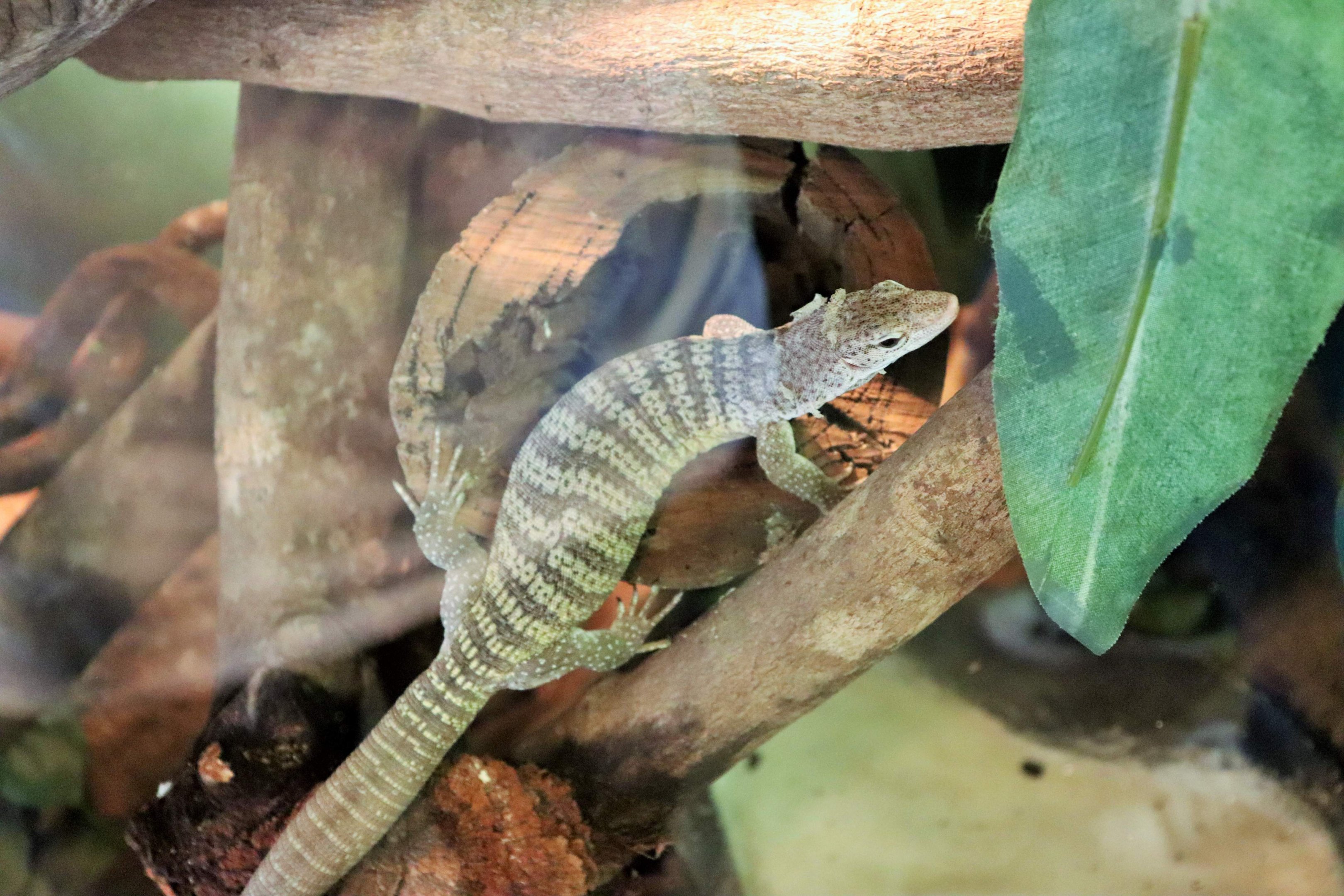 Spotted Tree Monitor (Varanus scalaris)