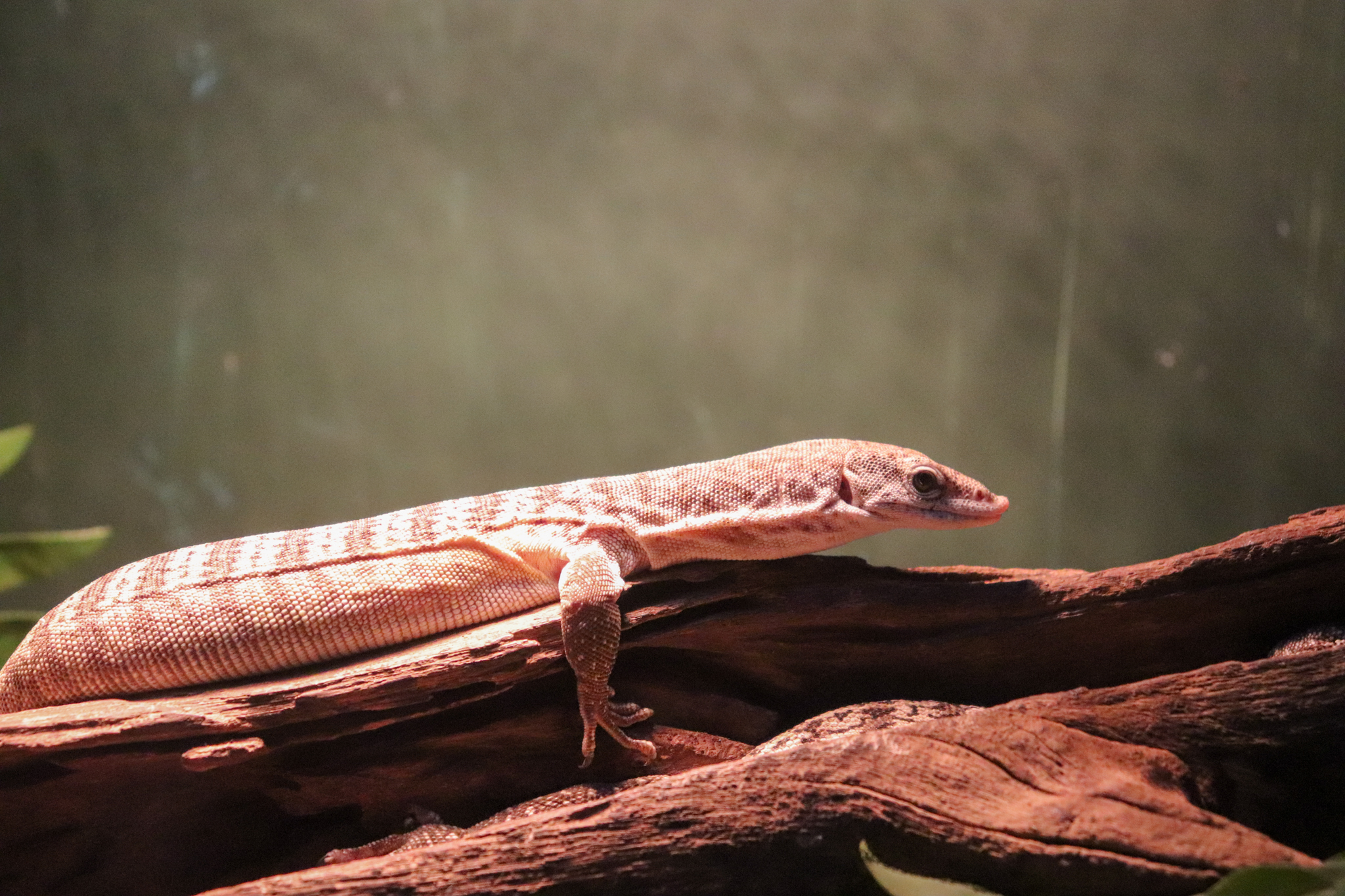 Spotted Tree Monitor (Varanus scalaris)