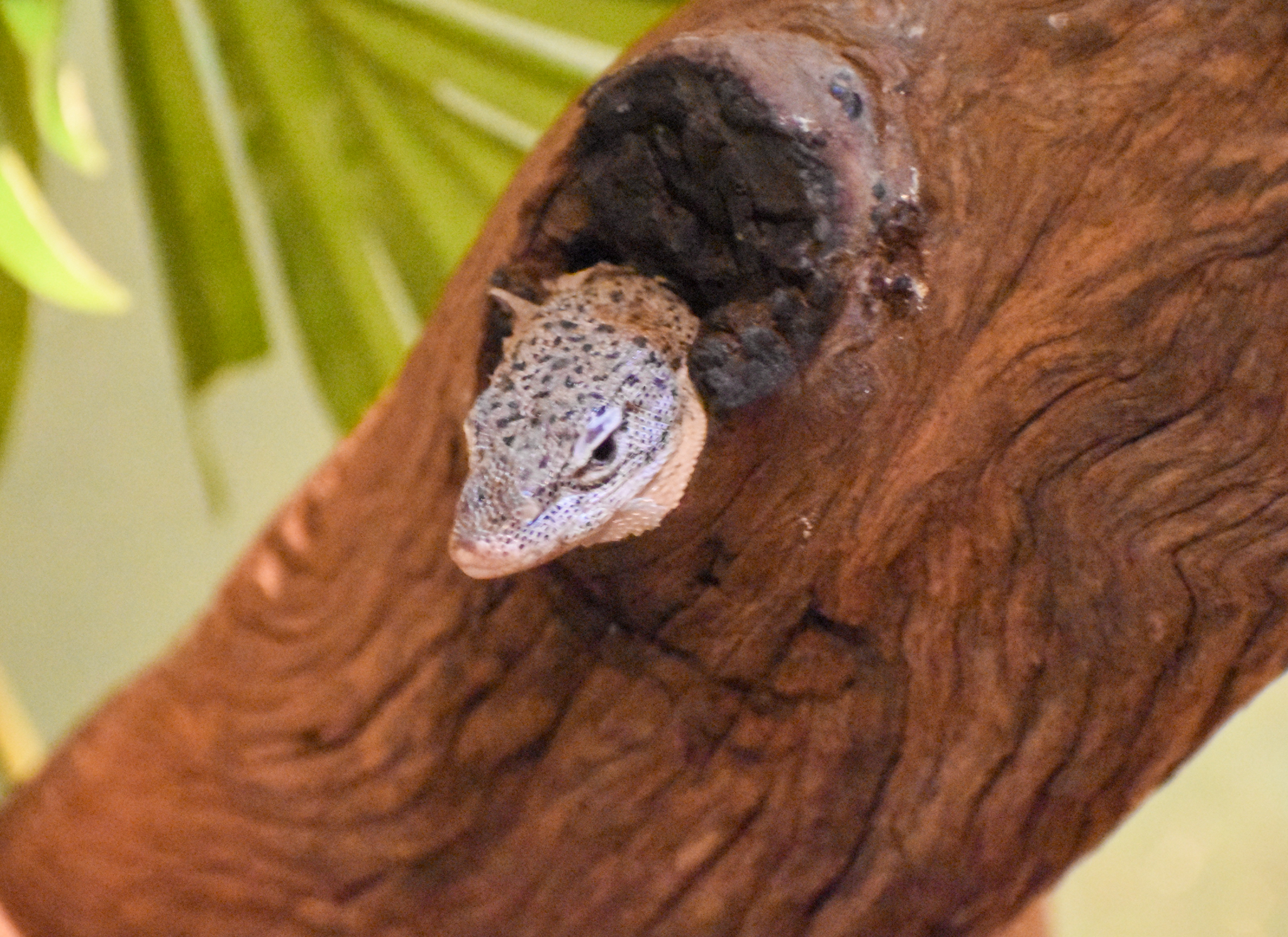 Spotted Tree Monitor (Varanus scalaris)