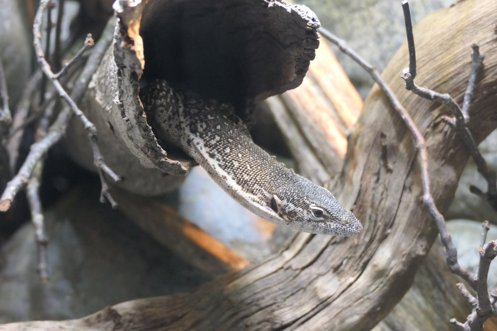 Spotted Tree Monitor (Varanus scalaris)