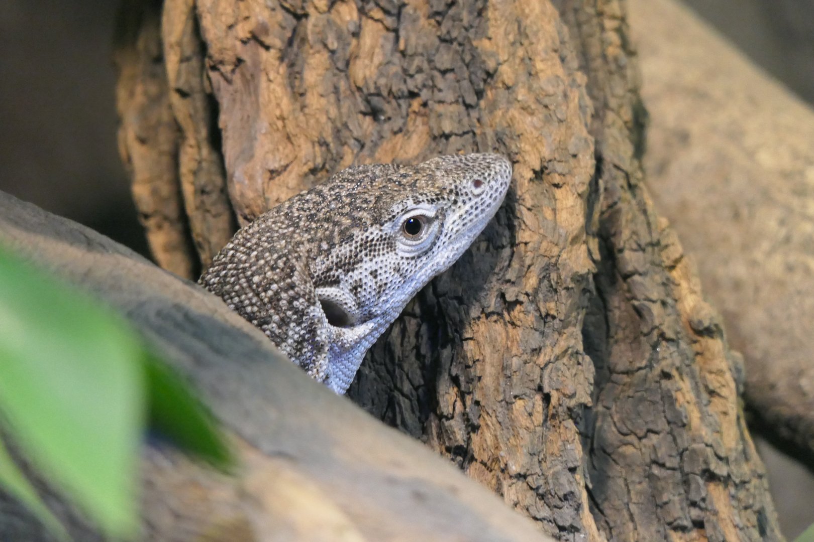 Spotted Tree Monitor (Varanus scalaris)