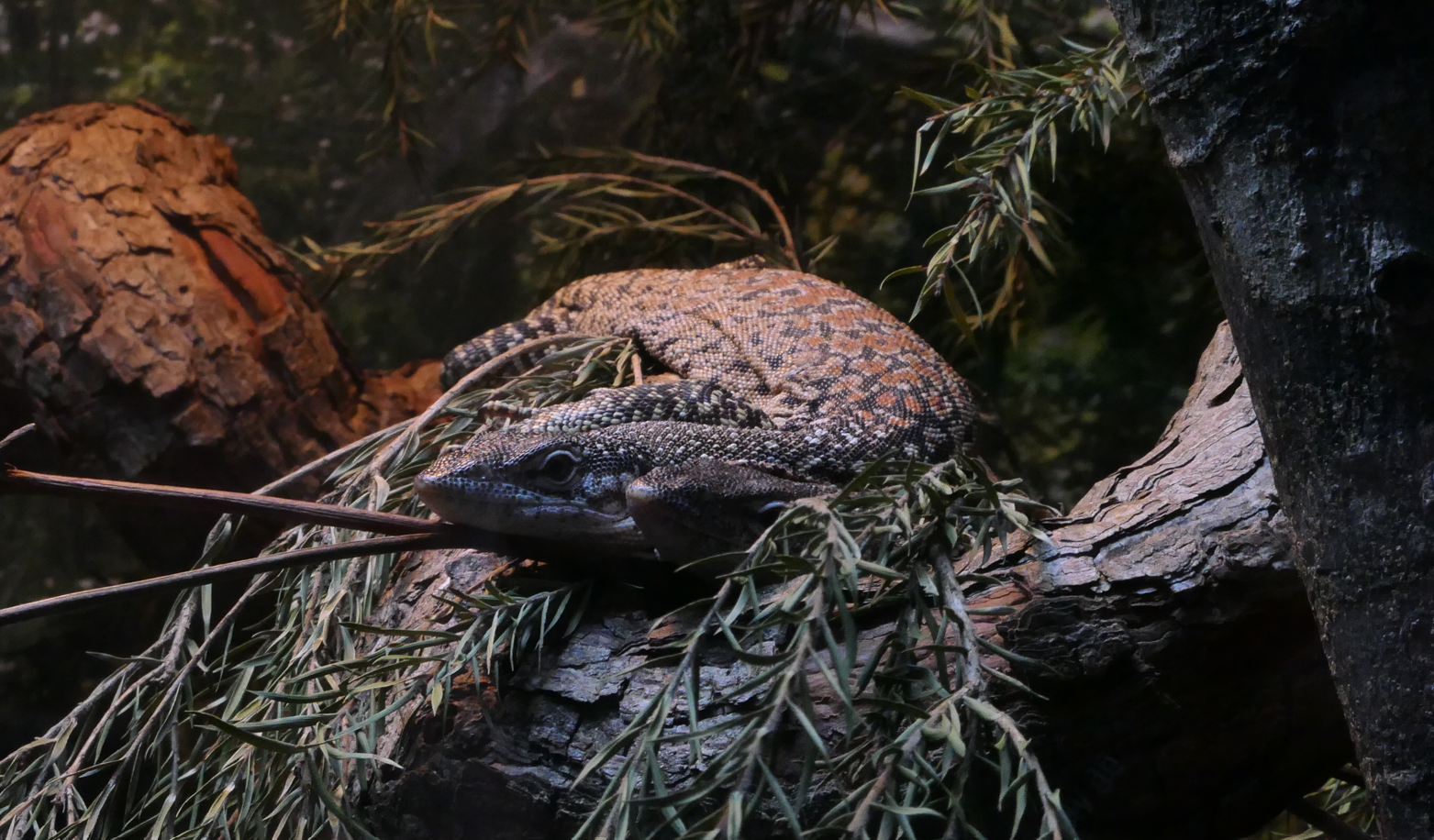 Spotted Tree Monitor