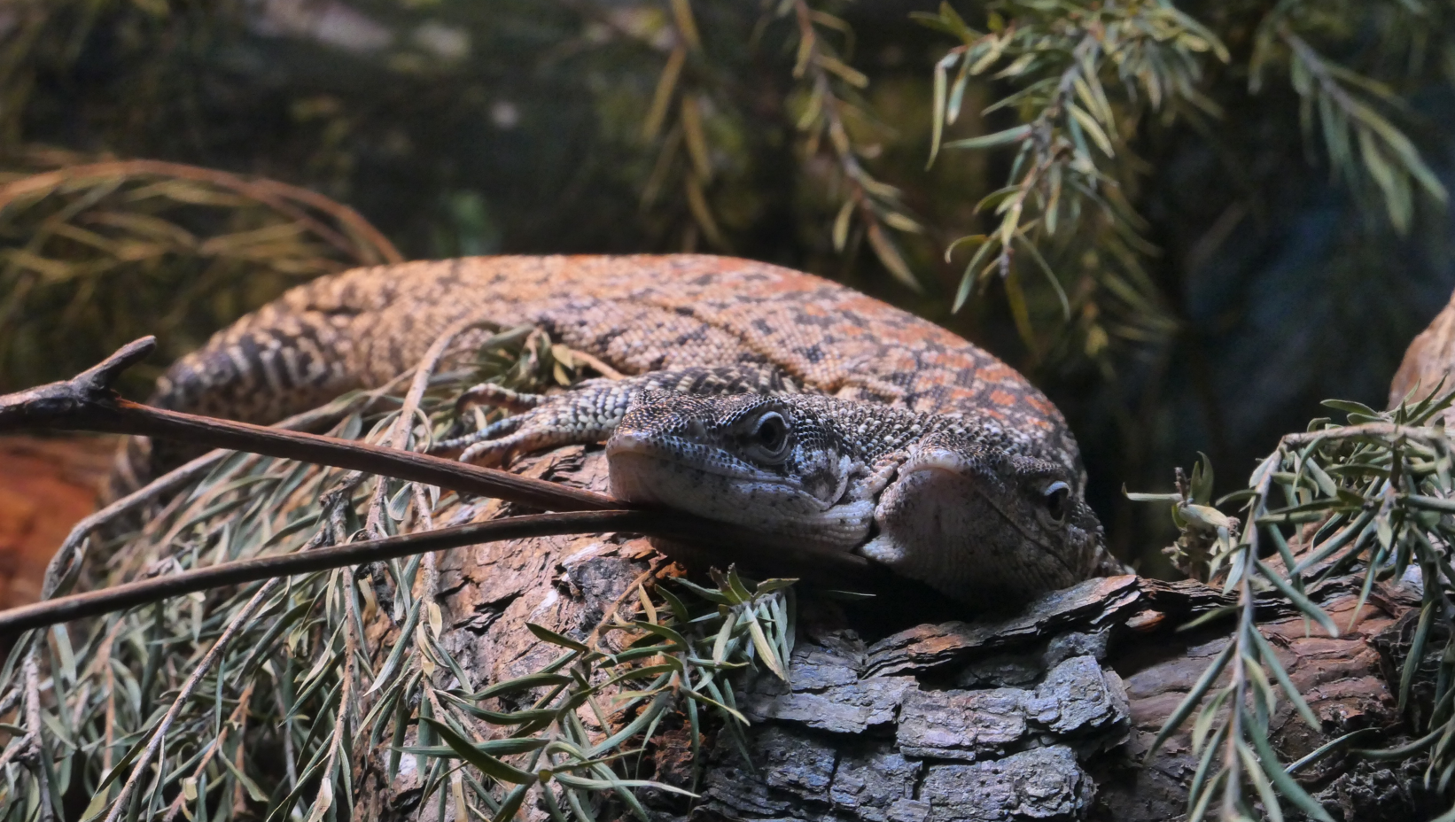 Spotted Tree Monitor