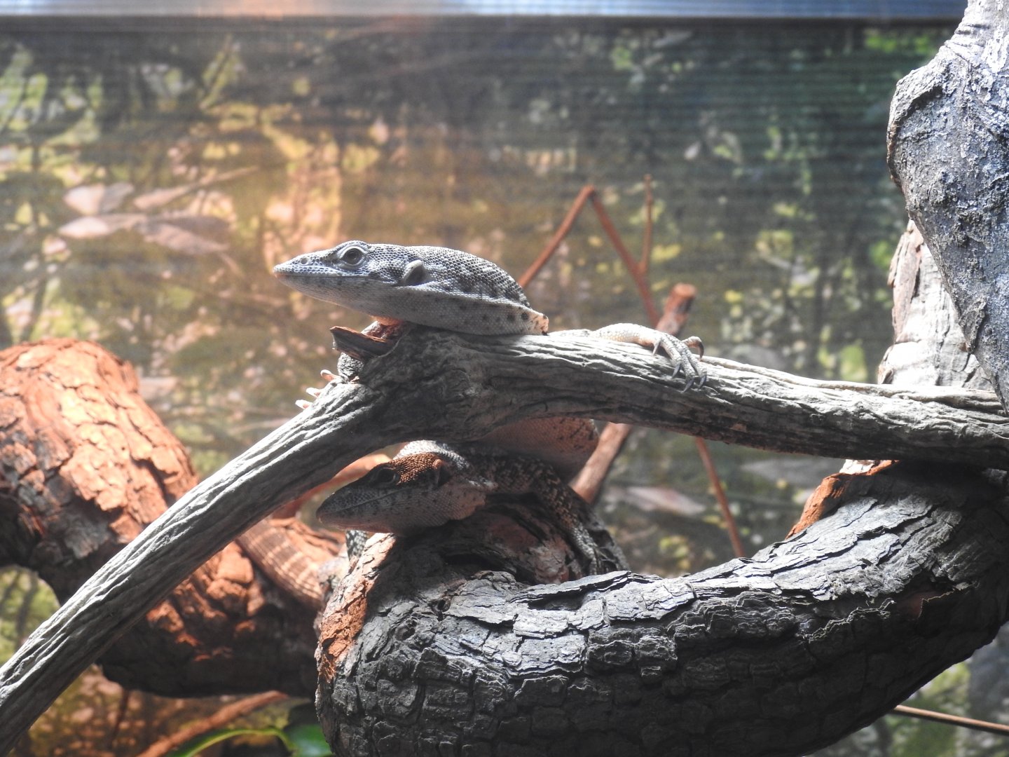 Spotted Tree-Monitor