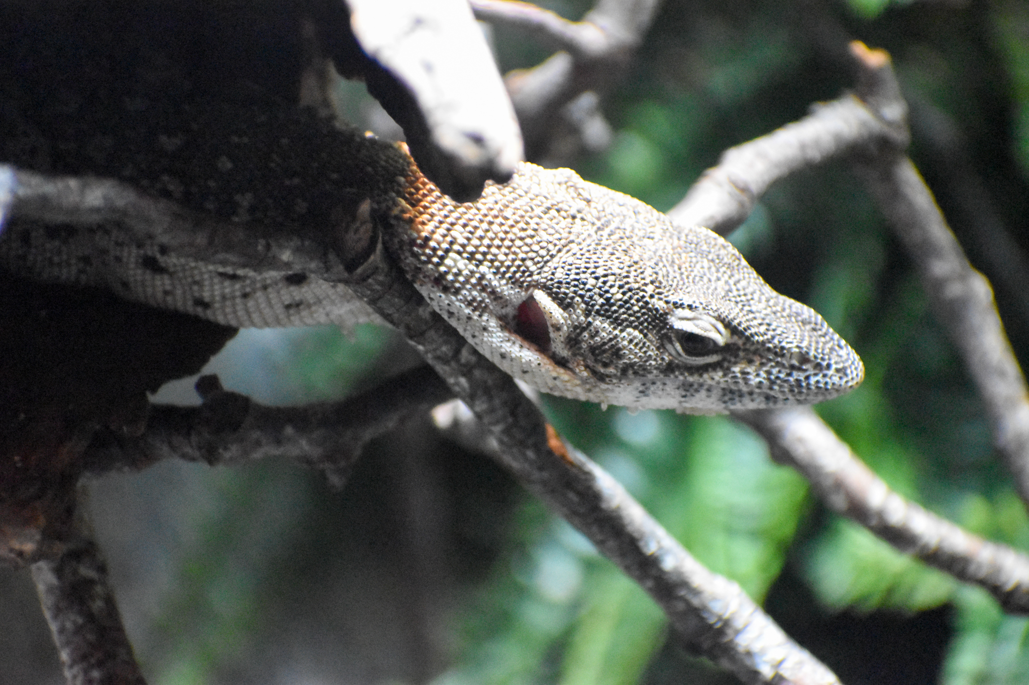 Spotted Tree Monitor