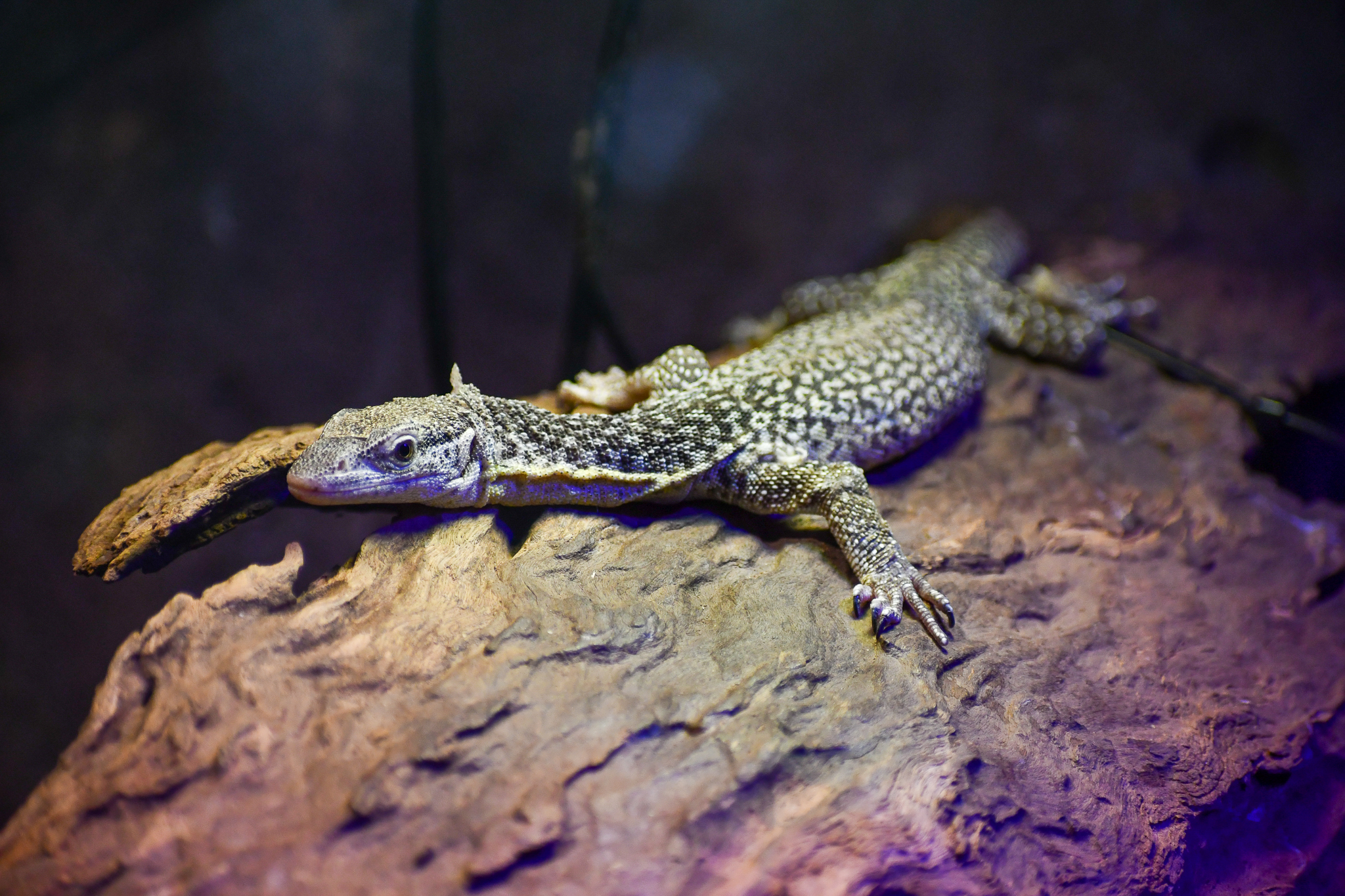 Spotted Tree Monitor