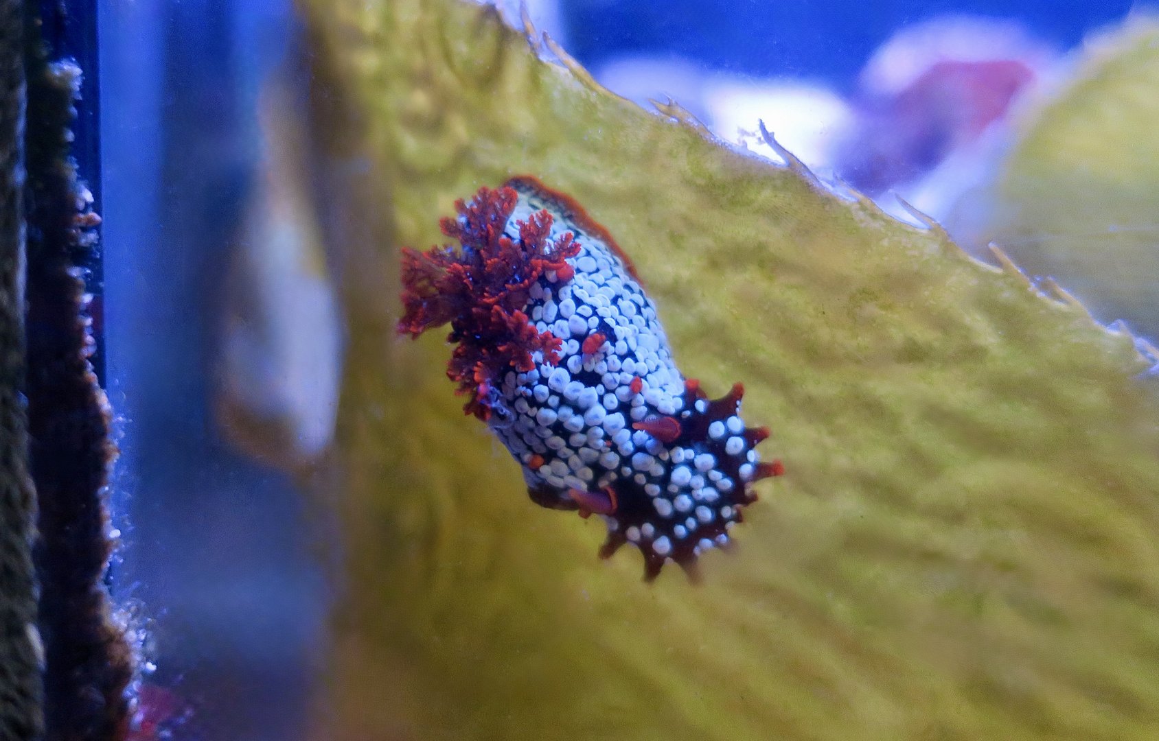 Spotted Triopha Nudibranch (Triopha maculata)