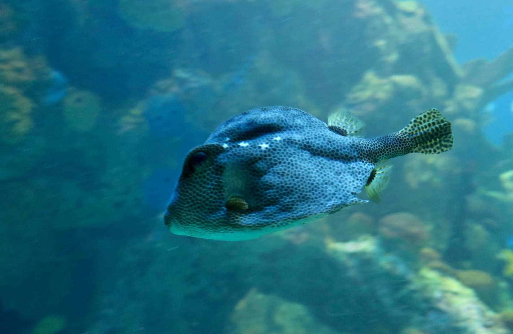 Spotted Trunkfish (Lactophrys bicaudalis)