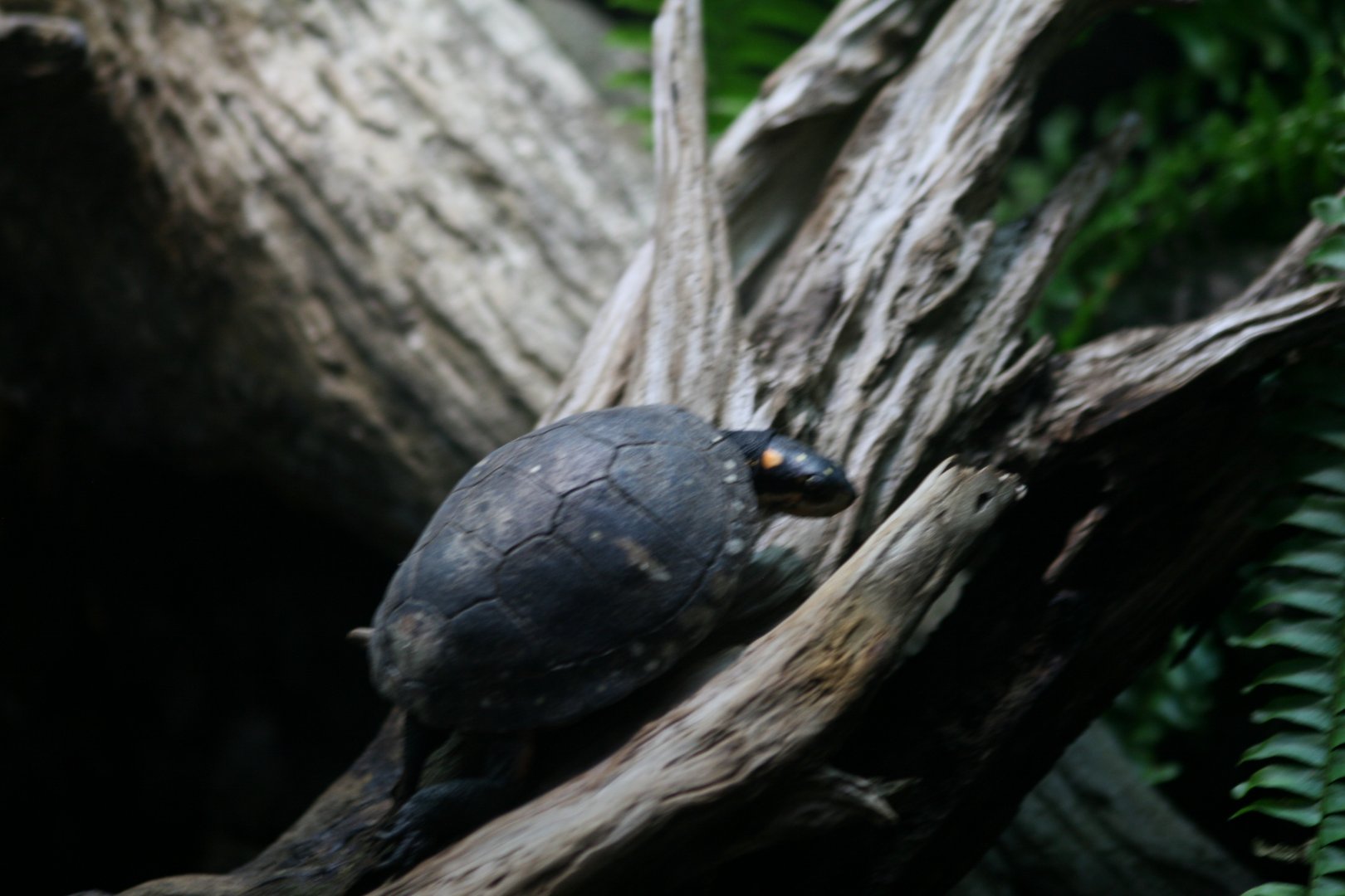 Spotted Turtle (3/9/2025)