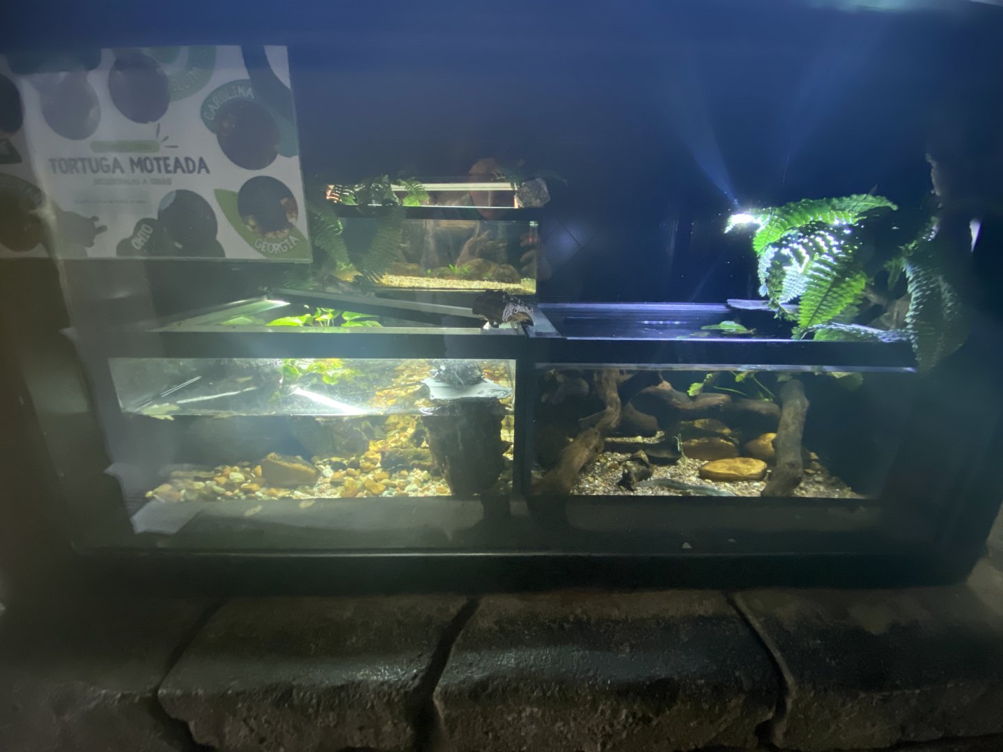 Spotted turtle and Iberian ribbed newt exhibits