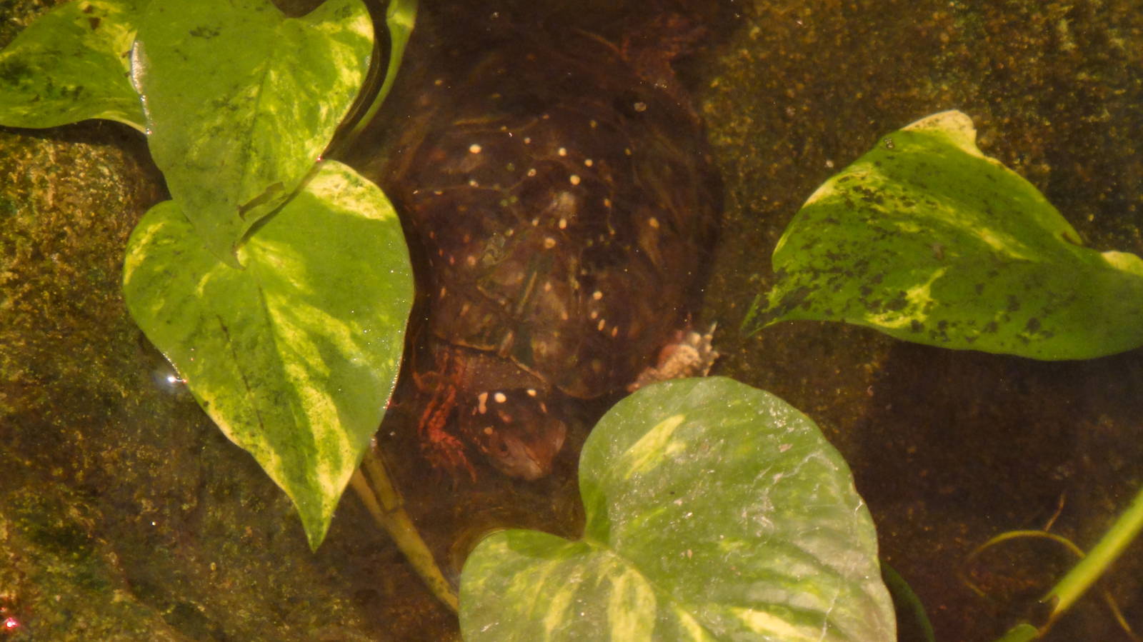 Spotted turtle at Philadelphia zoo 2015-03-08