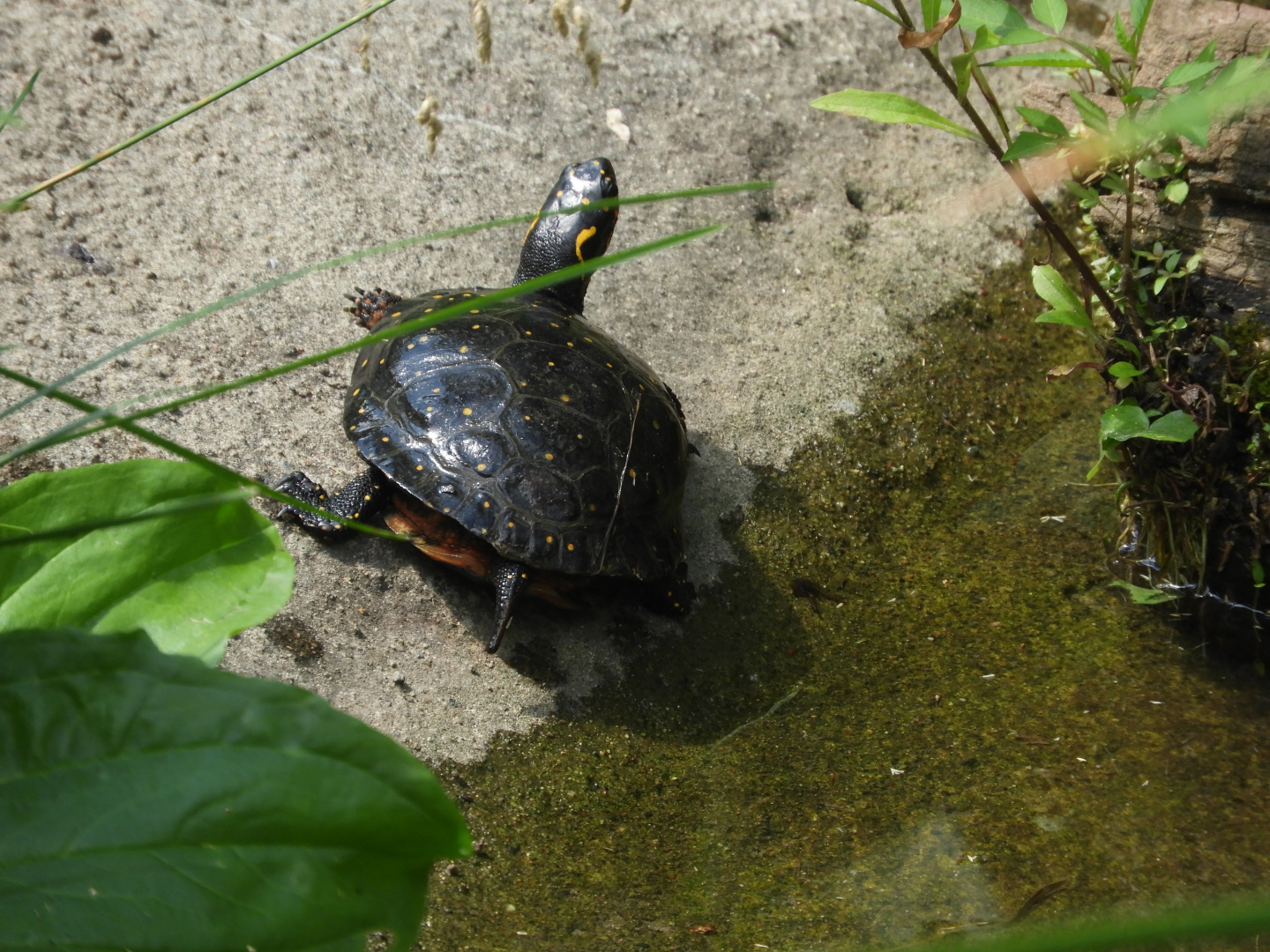 Spotted Turtle (Clemmys guttata)
