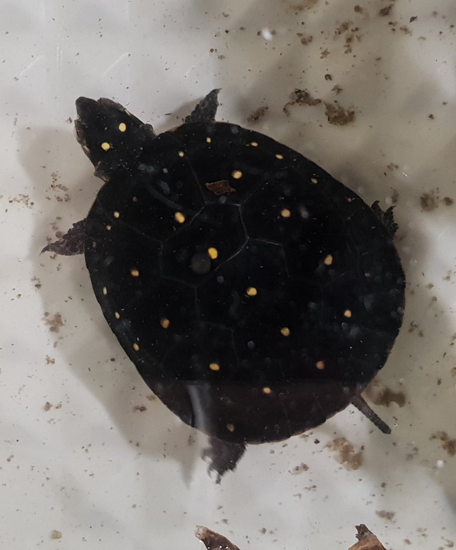 Spotted turtle - Clemmys guttata