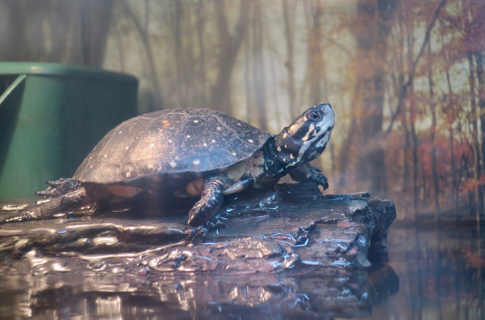 Spotted Turtle (Clemmys guttata)