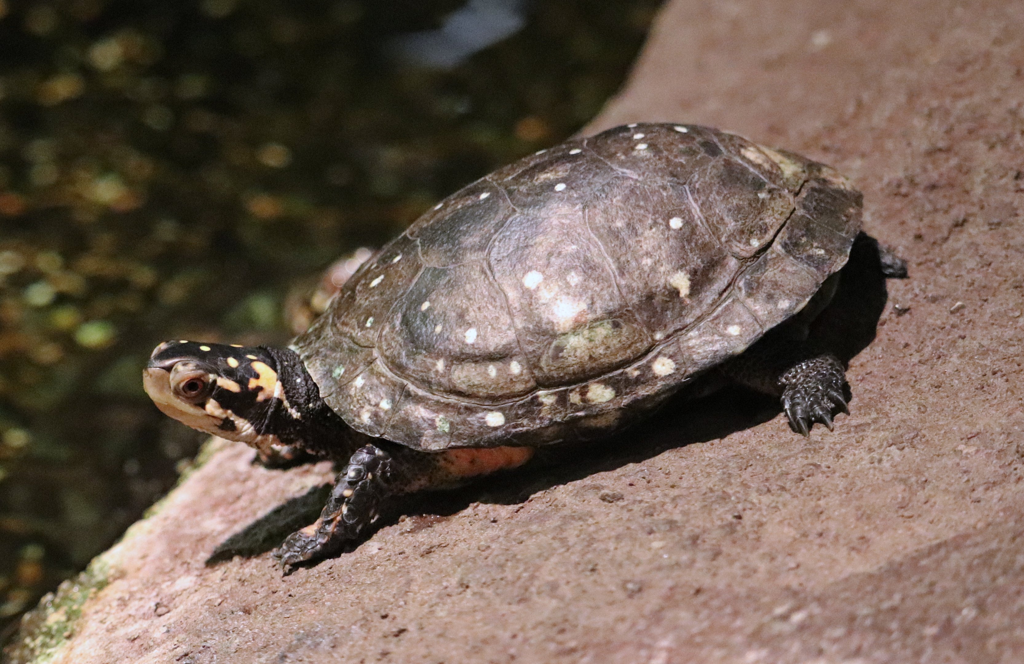 Spotted turtle (Clemmys guttata)